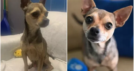henry before after being rescued