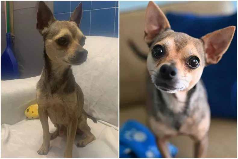 henry before after being rescued