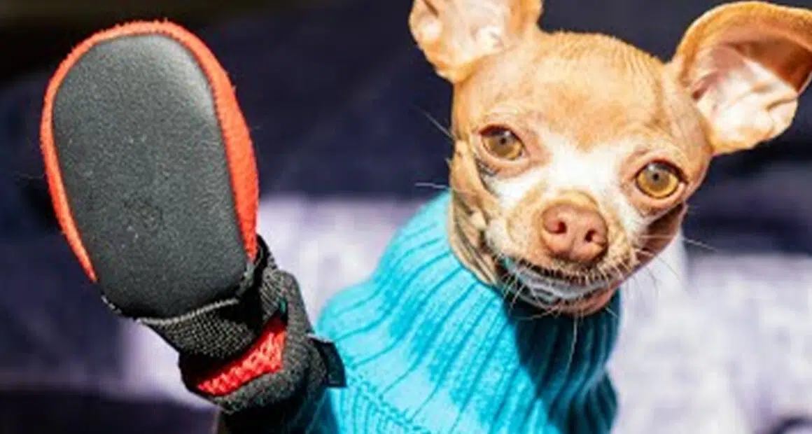 Hilarious Chihuahua's Reaction to New Boots - Chihuacorner.com