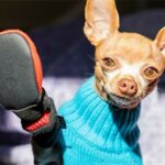 Hilarious Chihuahua’s Reaction to New Boots