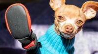 Hilarious Chihuahua's Reaction to New Boots - Chihuacorner.com