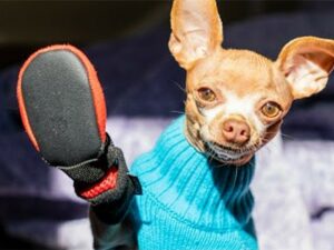 Read more about the article Hilarious Chihuahua’s Reaction to New Boots