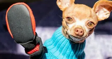 Hilarious Chihuahua's Reaction to New Boots - Chihuacorner.com