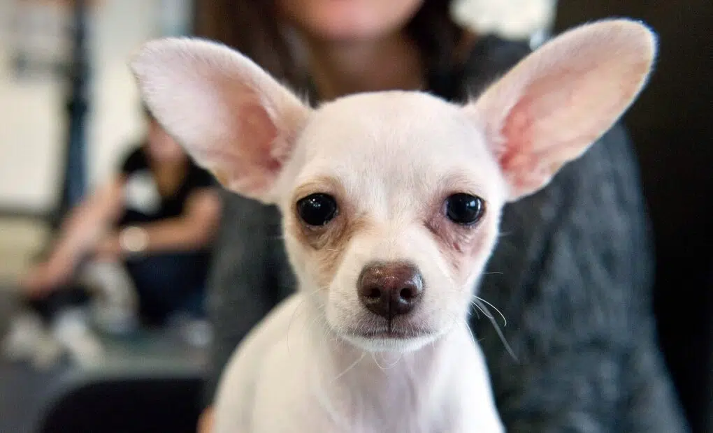 Why are Chihuahuas euthanized so much?