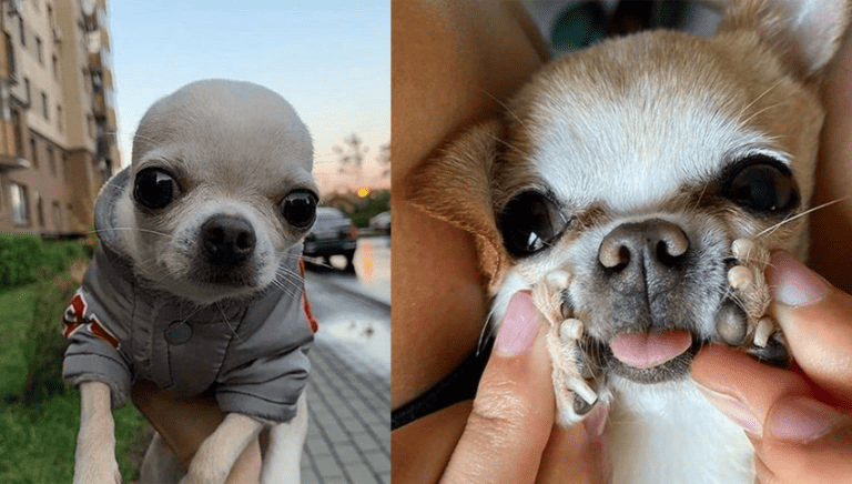 How your chihuahua adopts your personality