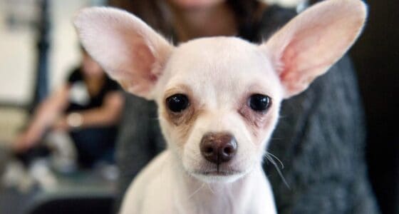 Why are Chihuahuas euthanized so much?