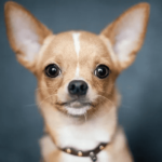 Chihuahua Information: Is the Breed Right for You