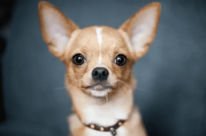 Read more about the article Chihuahua Information: Is the Breed Right for You