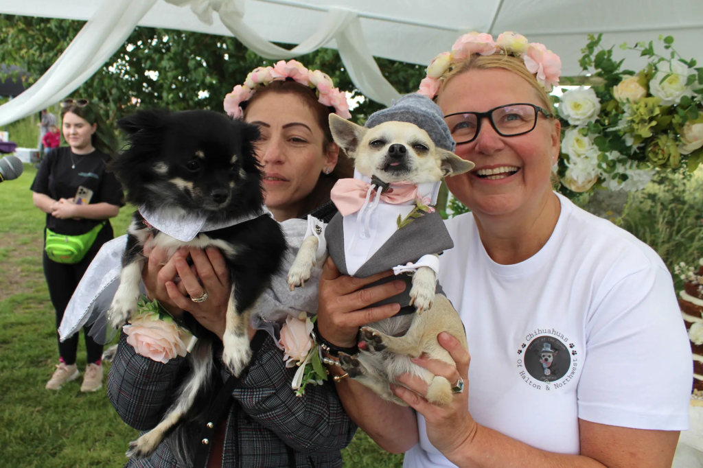 Chi's has a wedding with 90 dog guests 4 image 8