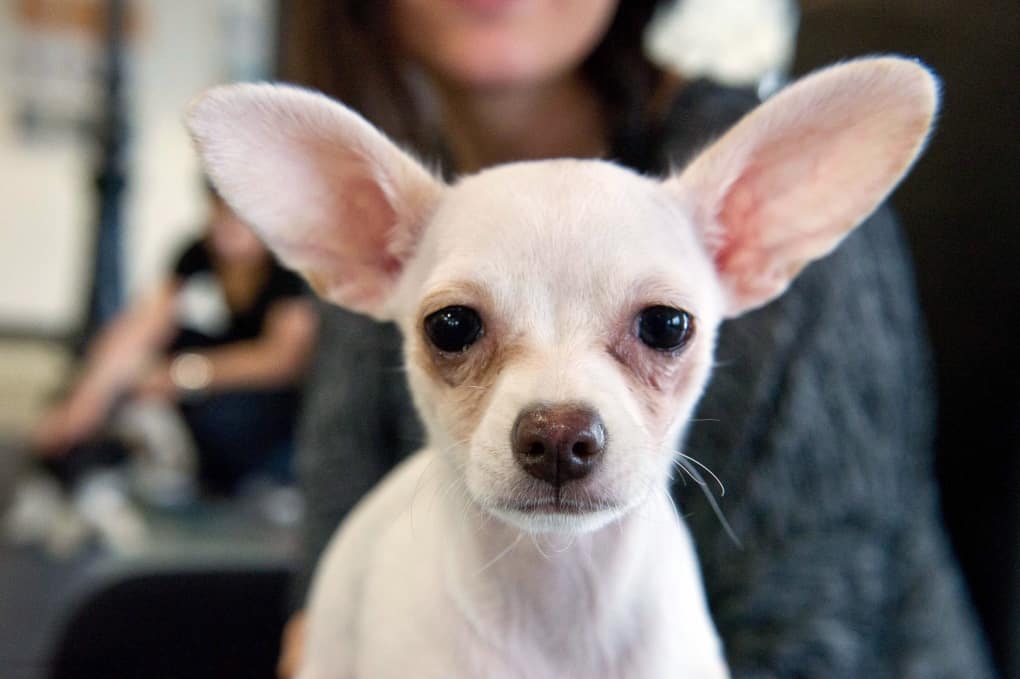 Why are Chihuahuas euthanized so much?