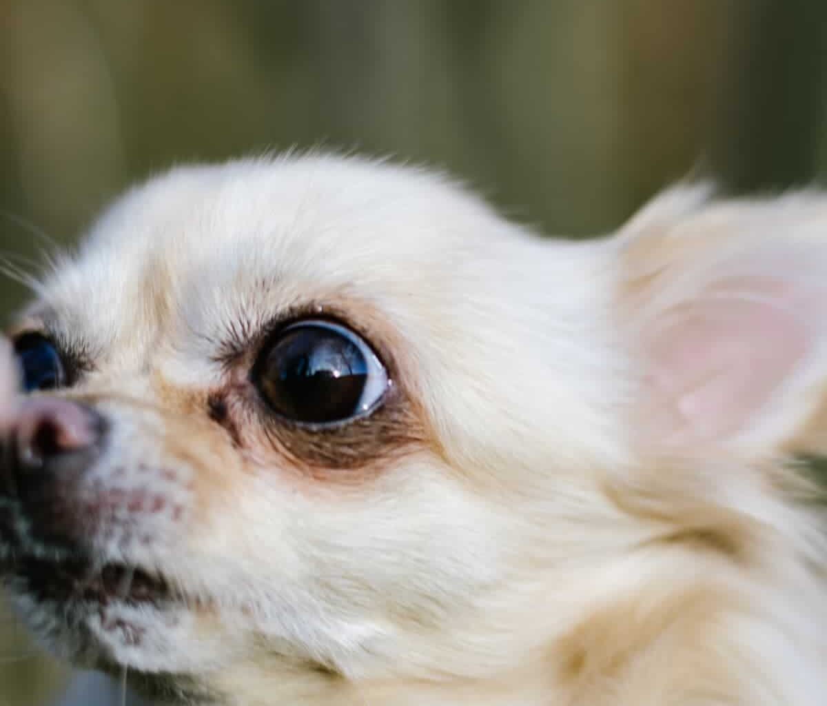 Chihuahua is Annoyed After Grandpa Goes to Costco Without Him 1 imago0157841141h