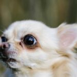 Chihuahua is Annoyed After Grandpa Goes to Costco Without Him