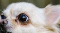 Chihuahua is Annoyed After Grandpa Goes to Costco Without Him 2 imago0157841141h