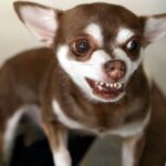 Are Chihuahuas Mean?