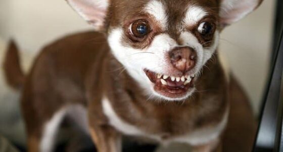 Are chihuahuas mean?