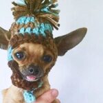 Chihuahua That Is Dancing All The Time Hides A Sad Truth