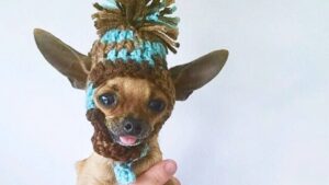 Read more about the article Chihuahua That Is Dancing All The Time Hides A Sad Truth