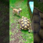 Video of Rescue Dog Playing With His Tortoise BFF