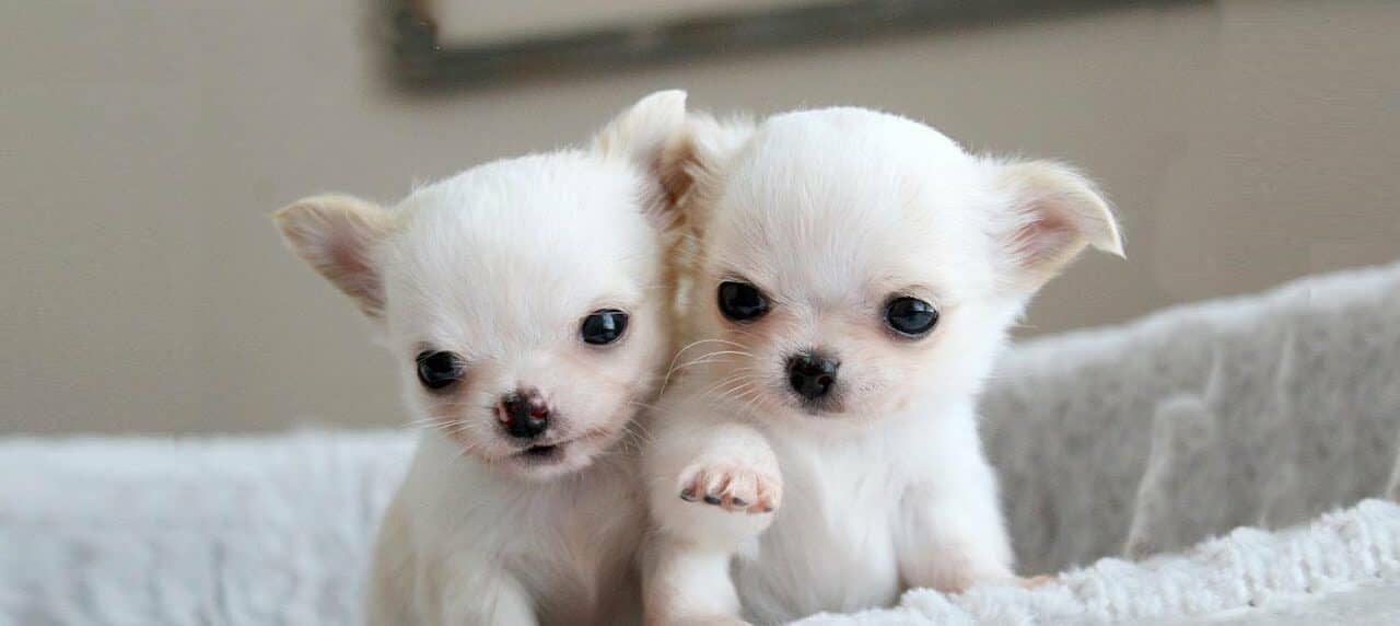 When Do Chihuahua Puppies Open Their Eyes?