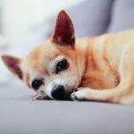 Why Do Chihuahuas Cry So Much?