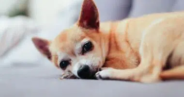 Why do Chihuahuas cry so much