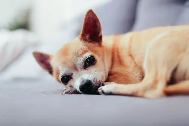 Why do Chihuahuas cry so much