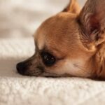 Mom Finds Pup’s Secret Stash of Treats