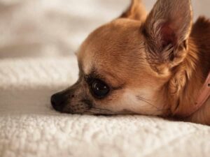 Read more about the article Mom Finds Pup’s Secret Stash of Treats