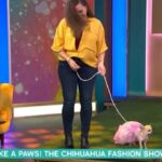 This Morning’s Chihuahua Fashion Show Descends Into Chaos as Dog Flees Studio