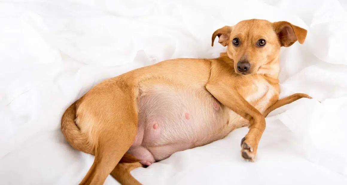 pregnant terrier mix Anna Hoychuk Shutterstock