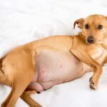 6 Signs Of Pregnancy In Dogs