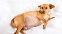 6 Signs Of Pregnancy In Dogs 2 pregnant terrier mix Anna Hoychuk Shutterstock