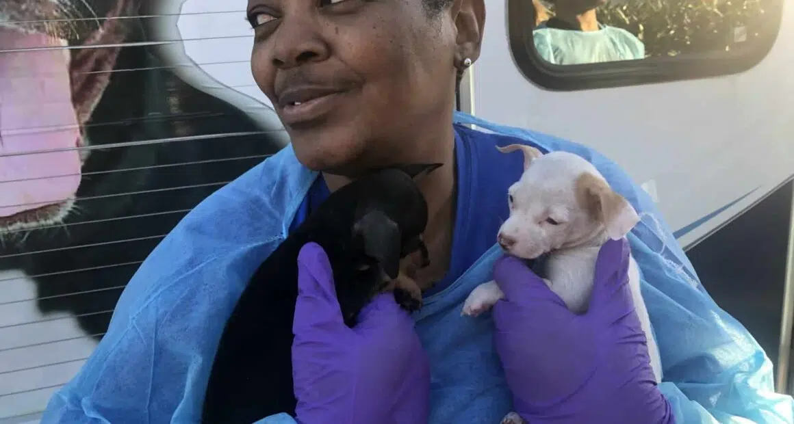 250 Chihuahuas rescued