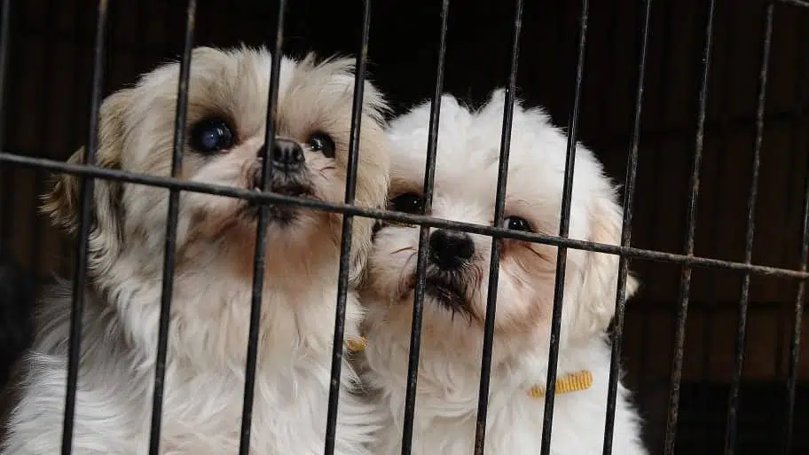 puppy store kps3u7