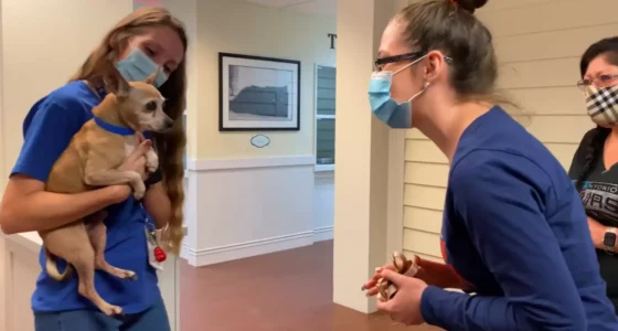 Dog Who Was Missing For 6 Years Finally Finds His Family Again