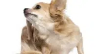 scratching Chihuahua