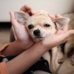 Senior Chihuahua Gets a Tiny Tortilla for His 17th Birthday.