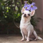 Chihuahua Trains Puppy to Follow Basic Commands (Video)