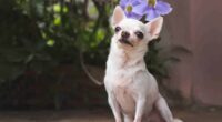 Chihuahua Trains Puppy to Follow Basic Commands (Video) 2 shutterstock 2160621729
