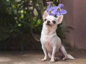 Read more about the article Chihuahua Trains Puppy to Follow Basic Commands (Video)