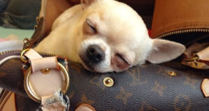 sleeping chihuahua bag pups today