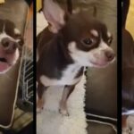 Chihuahua Singing Along To Star Wars 