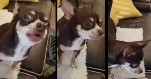 Read more about the article Chihuahua Singing Along To Star Wars 