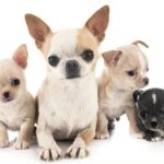 What Were Chihuahuas Originally Bred For?