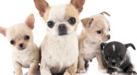 What Were Chihuahuas Originally Bred For? 2 What Were Chihuahuas Originally Bred For? - Chihuacorner.com