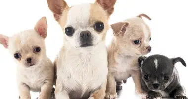 What Were Chihuahuas Originally Bred For? - Chihuacorner.com