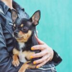 Some Reasons Why Chihuahuas Follow You Around