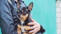 Some Reasons Why Chihuahuas Follow You Around 2 why are chihuahuas so clingy 14