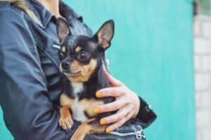 Read more about the article Some Reasons Why Chihuahuas Follow You Around