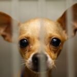 Why Are So Many Chihuahuas in Shelters?